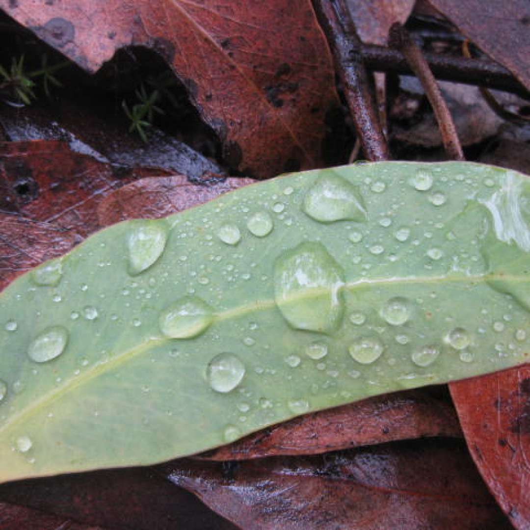 The Leaf’s Return